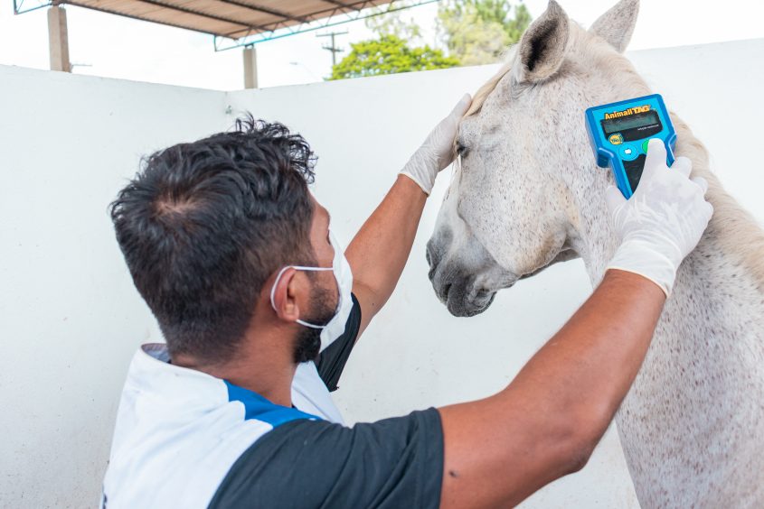 Animais recebem chip para identificação e controle de informações. Foto: Victor Vercant/Ascom SMS