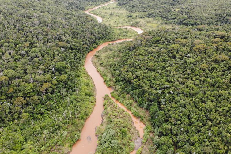 Reflorestamento de áreas atingidas em Mariana