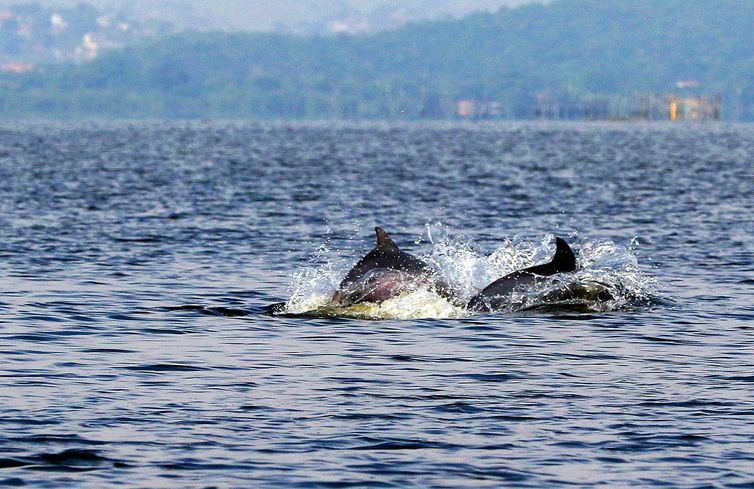 Rio de Janeiro (RJ), 30/03/2023 - Botos-cinza (Sotalia fluviatilis) nadam nas águas da Baía de Guanabara.  Foto: Tânia Rêgo/Agência Brasil