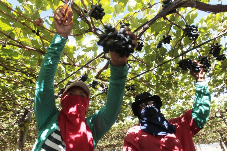 Bahia produz mais de 30% das frutas do país com liderança da região de Juazeiro na exportação de manga e uva