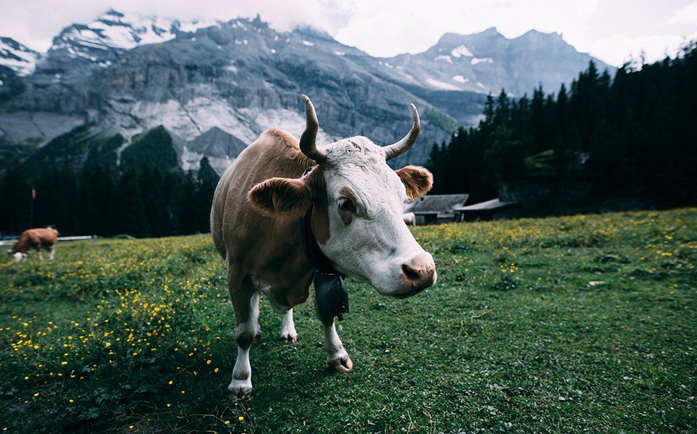 Os alpes suíços são uma das principais atrações de Bern, na Suíça. Foto: Heiner/Pexels