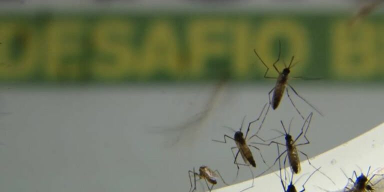 Casos de dengue em São Paulo são o triplo de 2020