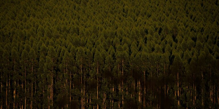 BNDES apoia plantio de 7,4 milhões de árvores em Minas Gerais