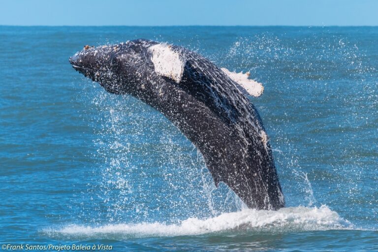 Baleias-jubarte podem ser avistadas no litoral norte de São Paulo