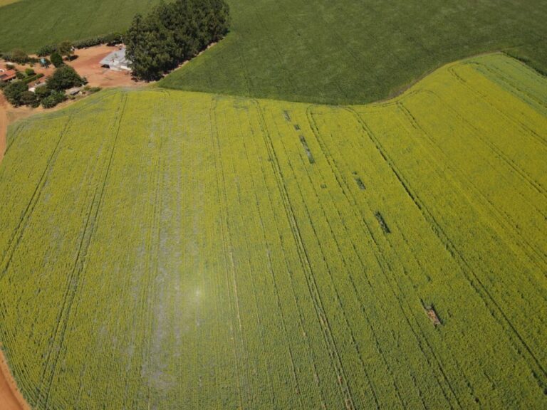 Canola é mais uma alternativa para produtores do Distrito Federal