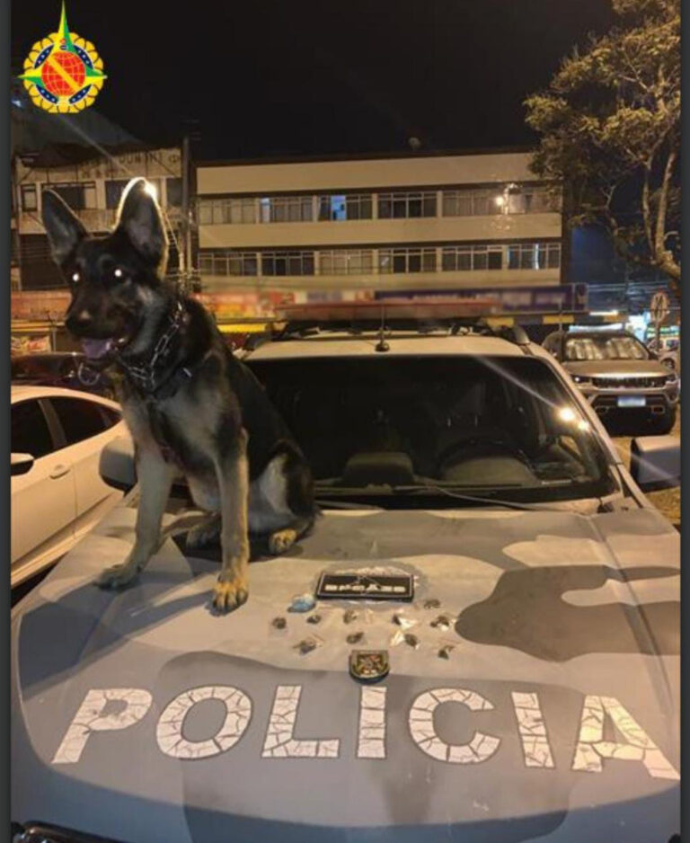 Cão da PMDF com apenas seis meses de idade faz sua primeira apreensão de drogas