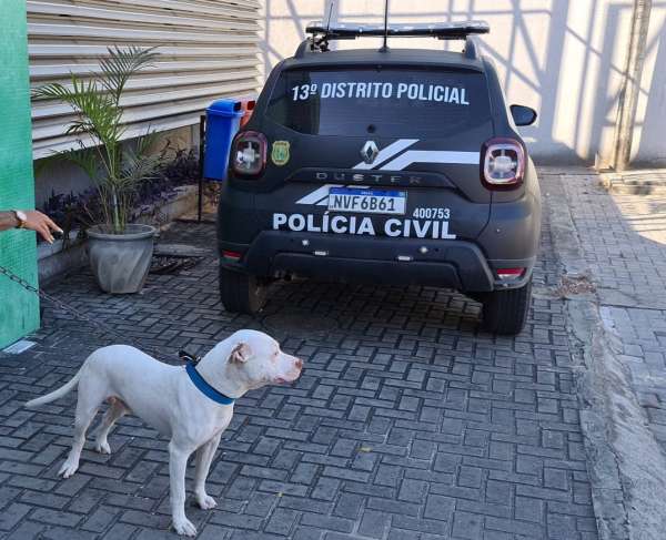 Cão da raça pitbull é capturado pela Polícia Civil após ataques contra outros animais na Sapiranga