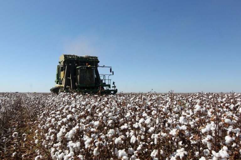 Colheita do algodão na Bahia este ano deve chegar a 520.363 toneladas