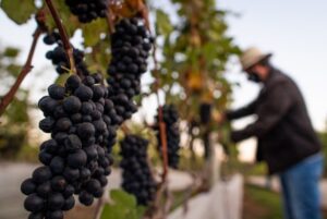 Feira da Uva e do Vinho começa nesta sexta-feira em Planaltina