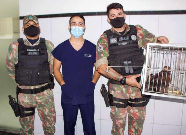 Gavião resgatado em Santa Quitéria pelo BPMA recebe alta de hospital veterinário
