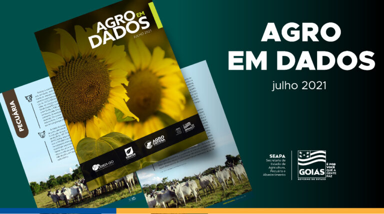 Goiás é responsável por 70% da produção nacional de girassol