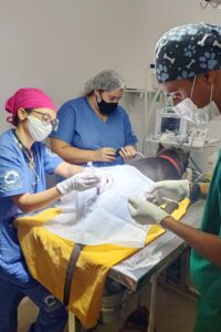 Hospital Veterinário fez 81 mil atendimentos no 1º semestre