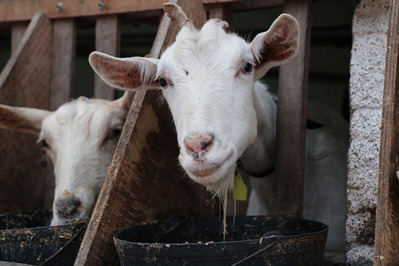 Leite de cabra garante renda e segurança alimentar a famílias do interior da Bahia