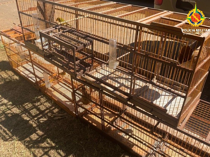 PMDF realiza captura de aves silvestres criada irregularmente em Vicente Pires