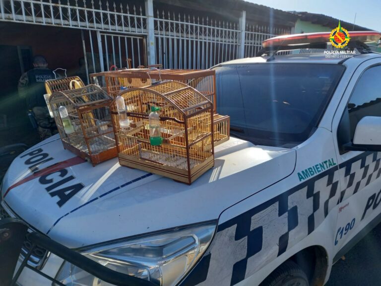 PMDF resgata nove aves criadas de maneira irregular em Samambaia