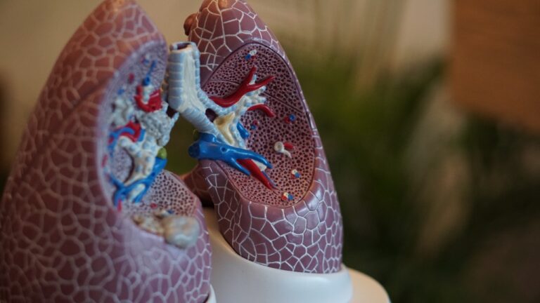 Pesquisa aponta para forma de tratamento da fibrose pulmonar