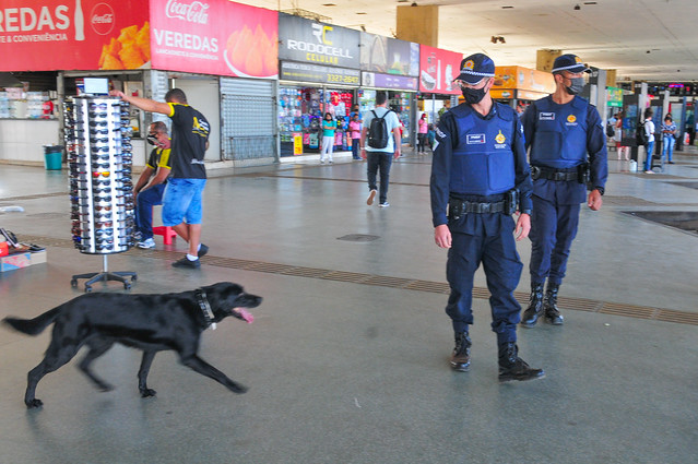 Policiamento com cães, o diferencial no combate às drogas