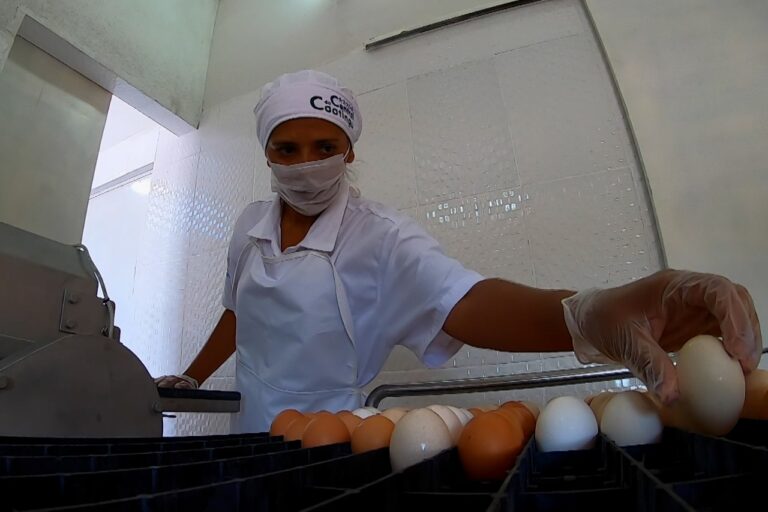 Produção de ovos de comunidades rurais de Juazeiro ganham espaço em mercado da região