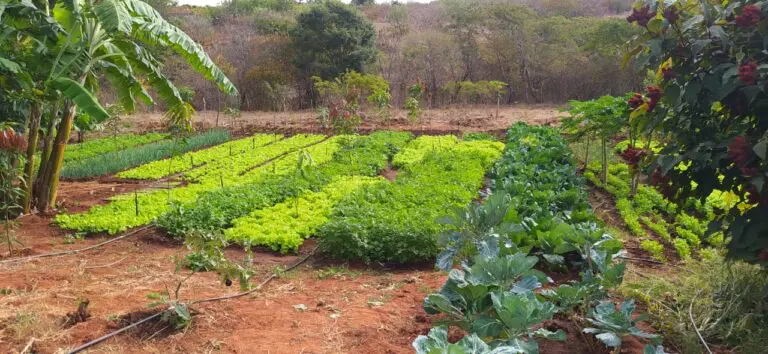 Serviço de assistência técnica promove desenvolvimento para agricultoras familiares do Sertão Produtivo