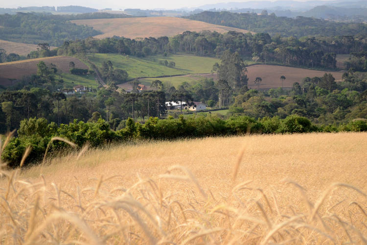 Paraná será um dos primeiros a fazer análise automática do Cadastro Ambiental Rural