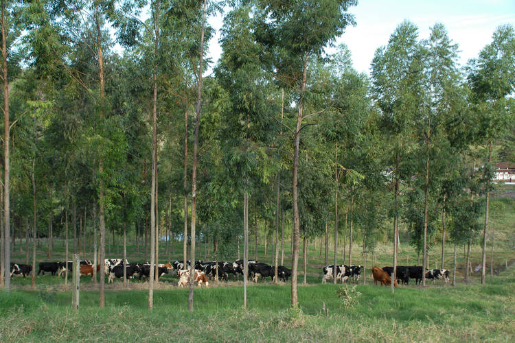 Produtos florestais têm valorização no Paraná; principal impulso é exportação