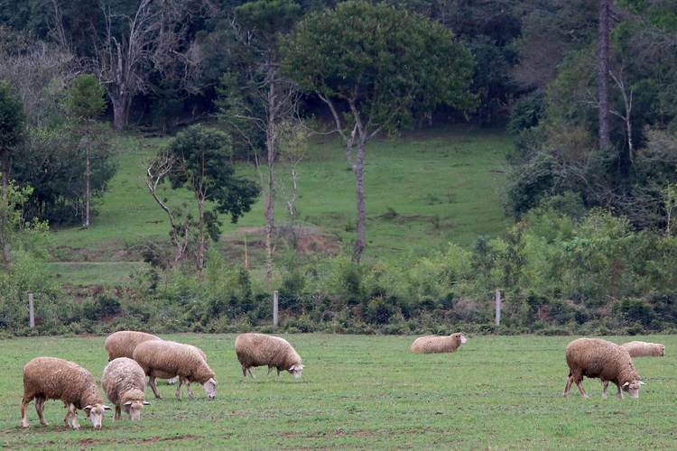 Preço de carne ovina não acompanha alta de outras espécies no primeiro semestre