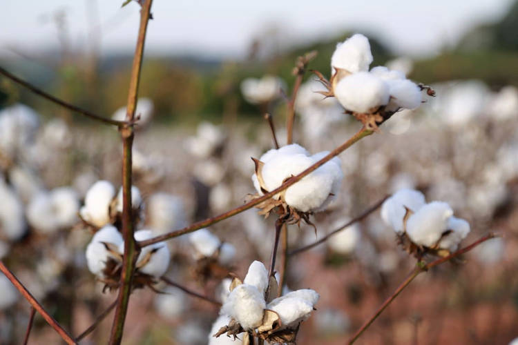 Estudo da UEM mostra que irrigação e controle de pragas triplicam produção de algodão