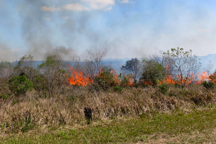 Parque Vila Velha vai realizar queima controlada contra espécies invasoras nesta semana