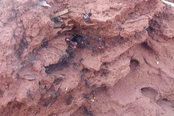 IDR-Paraná orienta sobre formas para controlar formigas cortadeiras na agricultura