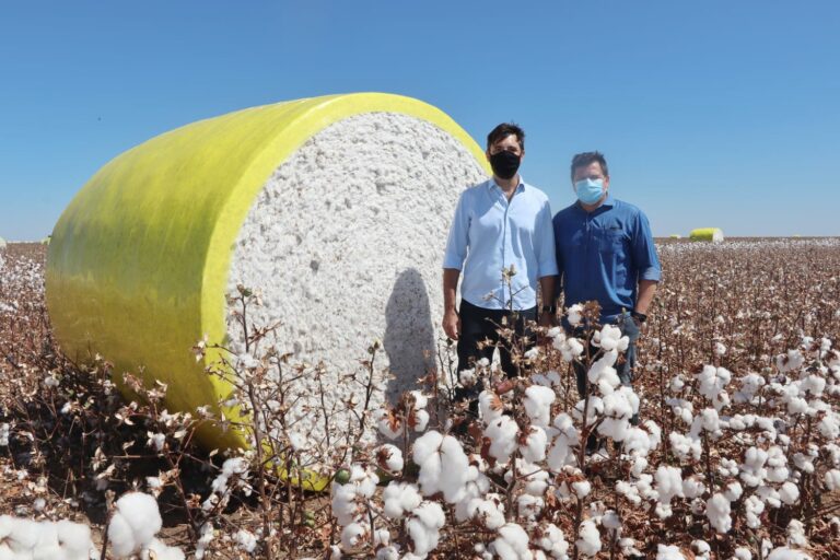 Maranhão incentiva safra recorde de algodão. Ouça: