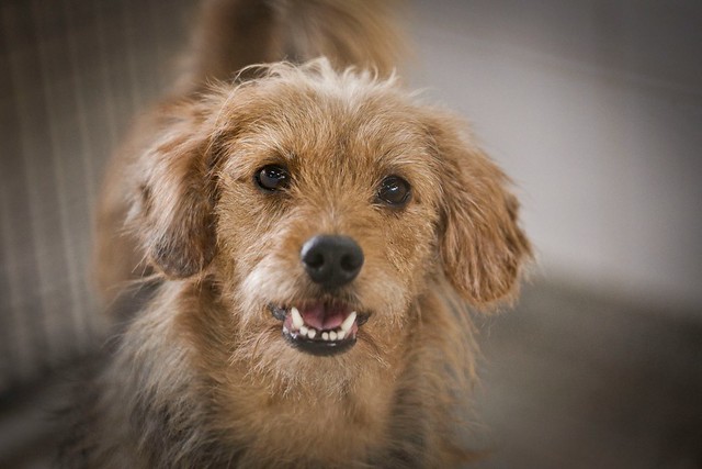 Abra seu lar e coração para adotar cães e gatos da Zoonoses