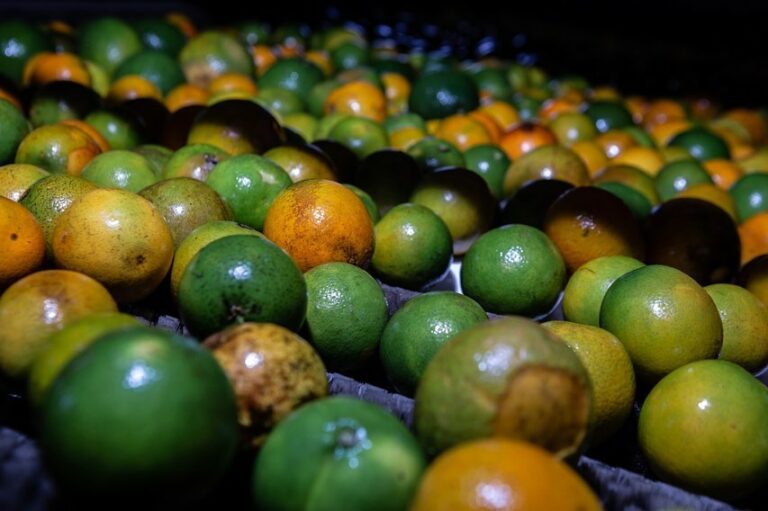 Agricultores de Inhambupe melhoram produção de laranja com investimentos do Governo do Estado