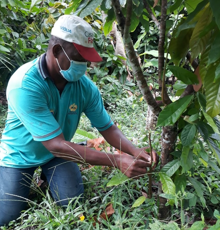 Produção de cacau em comunidade quilombola de Maraú é qualificada pelo Bahia Produtiva
