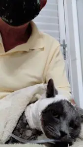 Conheça Manoel, o gatinho salvo pelo Hospital Público Veterinário