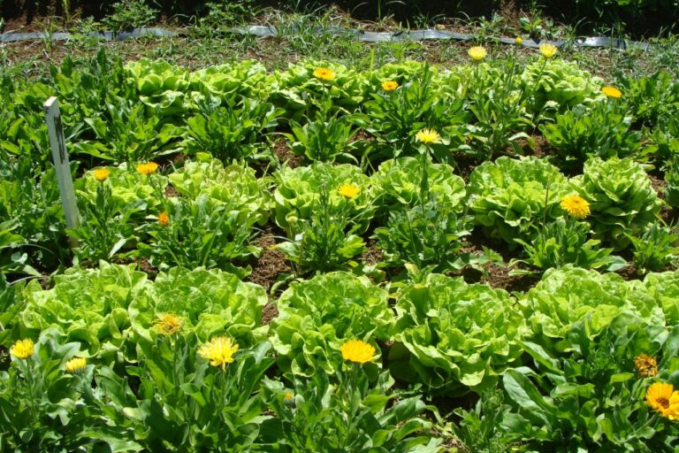 Cultivo consorciado de hortaliças garante diversidade no campo, no mercado e na mesa