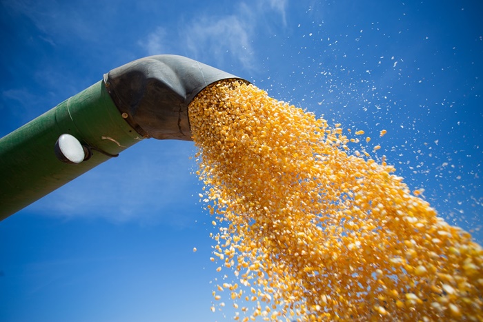 Emater inicia colheita de 100 hectares de milho para liberar sementes a agricultores