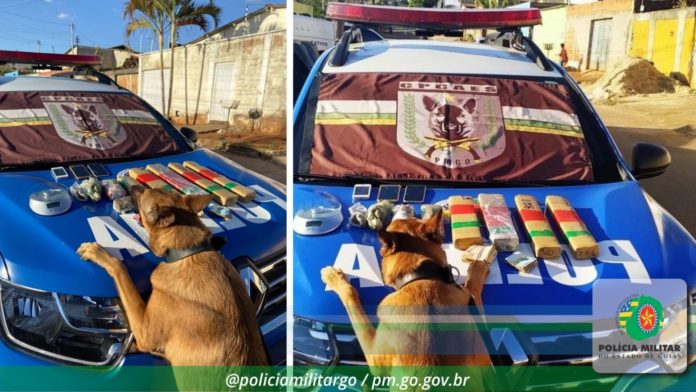 Faro canino ajuda na apreensão de drogas em Anápolis