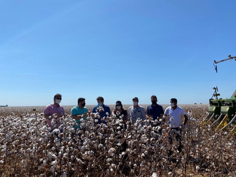 Governo do Maranhão estimula produção de algodão no estado