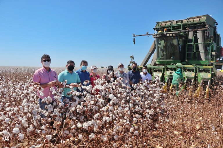 Governo do Maranhão incentiva safra recorde de algodão