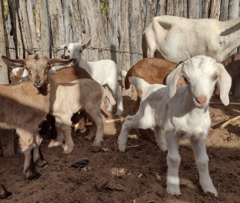 Criação de caprinos gera renda para produtores do município de Sento Sé