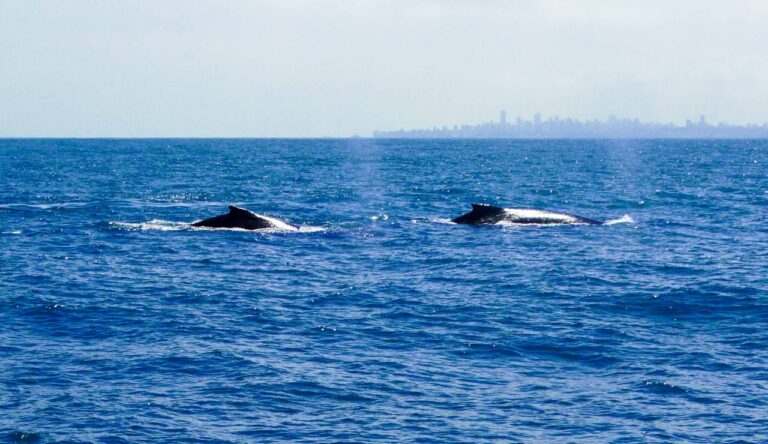 Salvador tem primeira temporada turística de observação de baleias com saída do Comércio
