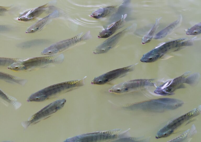 Sistema Agricultura impulsiona o desenvolvimento da piscicultura em Minas Gerais