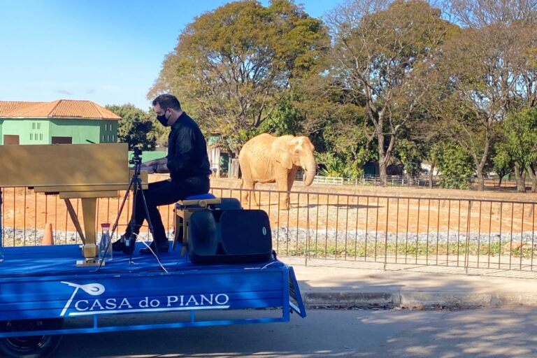Zoo de Brasília promove apresentação de piano para os animais