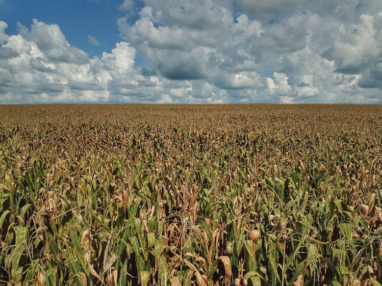 Deral prevê produção de 5,9 milhões de toneladas de milho na segunda safra 2020/21