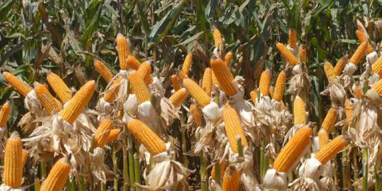 Governo autoriza Conab a comprar milho para pequenos produtores