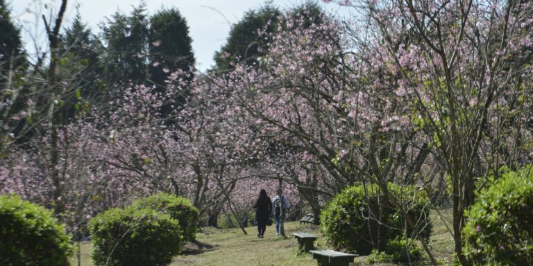 SP: Começa a temporada da floração das cerejeiras no Parque do Carmo
