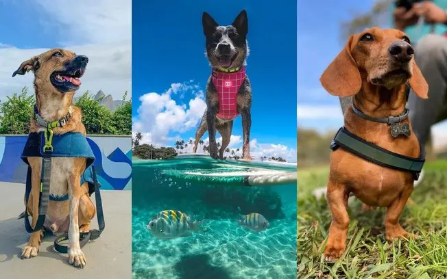 5 cães influenciadores para você seguir nas redes