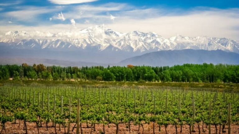 Roteiro do vinho em Mendoza: saiba como chegar, quando ir e o que fazer