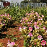 Foto: Acácio Pinheiro/Agência Brasília