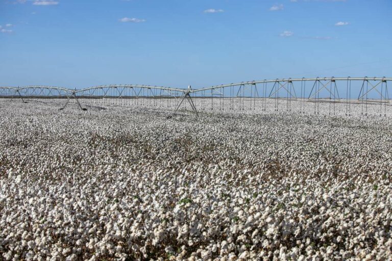 Colheita do algodão no Ceará deverá bater recorde de produtividade